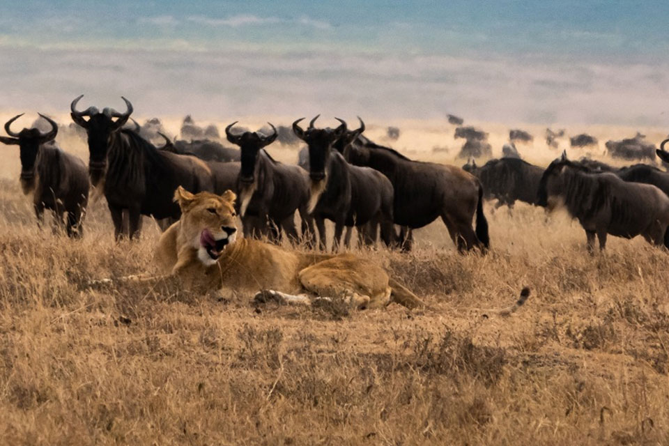 Ndutu predators during calving season 